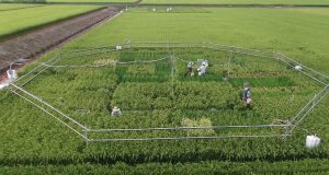 As CO2 increases, rice loses B vitamins and other nutrients