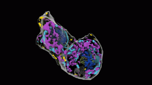 Artificial Intelligence Takes Scientists Inside Living Human Cells