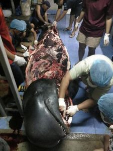 Plastic bags jam stomach of dead pilot whale in Thailand