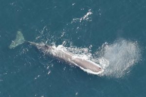 Administration sharks circle Atlantic’s only national marine monument