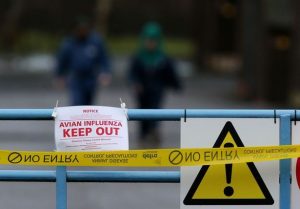 Disease X killer bird flu strain has killed 623 of the 1,625 people which have been infected; could cause global pandemic, say experts