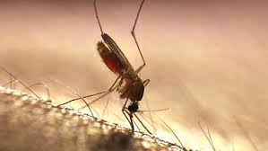 Florida Teen Is the First Human to Contract Mosquito-Borne Virus Typically Found in Animals, Study Says