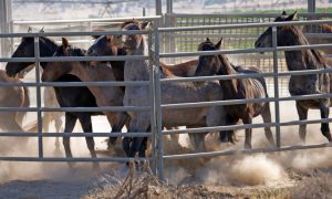 Drought forces emergency measures for US West’s wild horses