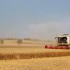 Market still unclear about size of drought-hit German wheat crop