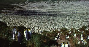 The king penguin species shrinks over 85% since the 1980s