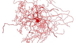 Mysterious new brain cell called ‘Rosehips Neurons’, found in people