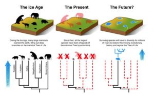 Mammals cannot evolve fast enough to escape current extinction crisis
