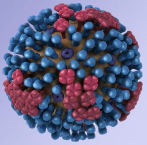 Llama “nanobodies” might grant universal flu protection