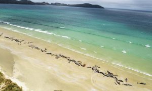 Over 70 pilot whales are put down after 150 found in mystery beaching in S. New Zealand