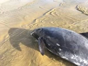 10 Rare pygmy killer whales stranded on Ninety Mile Beach in N. New Zealand