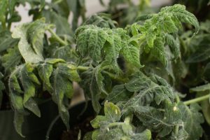 Is The Pentagon Modifying Viruses To Save Crops — Or To Wage Biological Warfare?