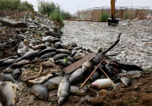 Euphrates Drying Up! Dead Fish Everywhere!