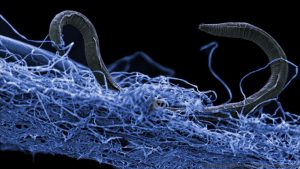 Life in Deep Earth Totals 15 to 23 Billion Tonnes of Carbon—Hundreds of Times More than Humans