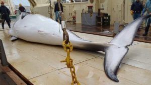 Japan leaving the International Whaling Commission to resume  commercial whaling after 32 years, despite opposition