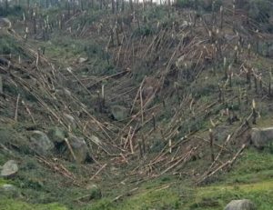A massive hailstorm swept through and devastated eSwatini, Africa on Tuesday, destroying forest and leaving 18 cows dead.