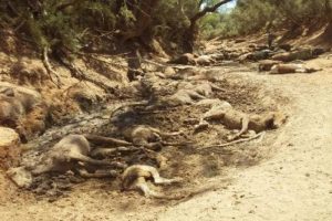 Mass death of feral horses discovered in scorching, dry Central Australian waterhole; longest stretch of days above 42C since weather station opened in 1940