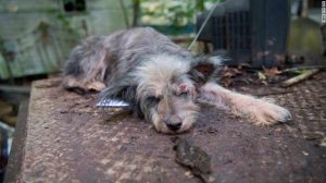 Proposed law would make animal cruelty a felony across the U.S.