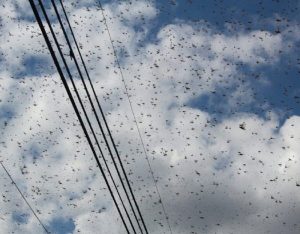 Locusts invade the skies of Yucatecan capital, Mérida