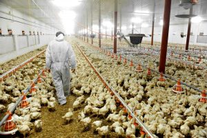 U.S. chicken farms are so dirty, meat has to be washed with chlorine before being sold for human consumption