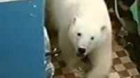 Why polar bears are invading human settlements