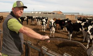 ‘This has poisoned everything’ – pollution casts shadow over New Mexico’s booming dairy industry