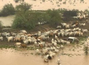 “Unprecedented” biblical floods kills 300,000 cows in Australia