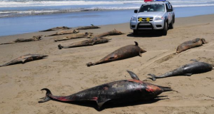 Over 3000 Dolphins Found Dead on the Coast of Peru and the Trend is Rising