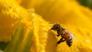 Nature crisis: Humans ‘threaten 1m species with extinction’