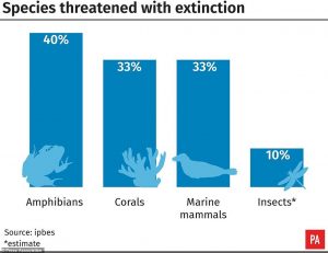 One million species at risk of extinction, UN report warns