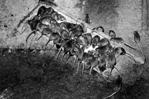 America Is on the Verge of Ratpocalypse & Why This is Happening