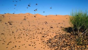 Jordan sends out air force to defeat locust swarm
