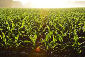 Israel’s Unique Successes in AgTech May Help Stem Looming World Food Crisis