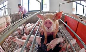 China’s Pig Crisis Crippling Global Food Chain Ironically During Chinese Year of the Pig
