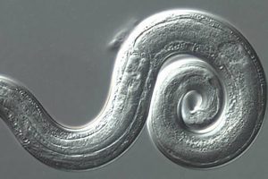 Hawaii Health Department confirms 3 more cases of rat lungworm disease