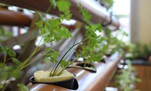 Replace soil with foam to solve global food security crisis, say scientists