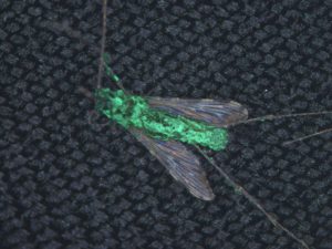 Scientists Genetically Modify Fungus To Kill Mosquitoes That Spread Malaria; Benefits & Concerns