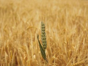 £33m of UK funding to be spent on ‘super crops’ that are resilient to climate change