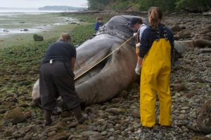 Thousands of whales are dying off the West Coast. Scientists have run out of public beaches for the carcasses to rot