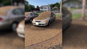 Mayflies hatch from Lake Erie, swarm Cleveland area
