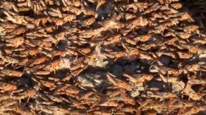 Worst invasion of locusts in 60 years hits Sardinia