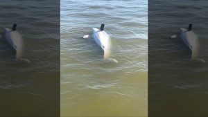 Mississippi Gulf Coast fishermen struggling as flooding disaster wipes out marine life