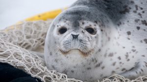 Dozens of Endangered, Threatened Ice Seals Washing Up Dead on Alaska’s Coasts