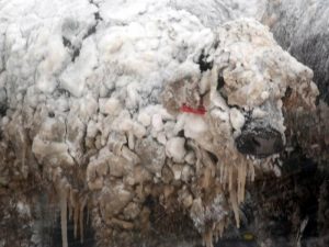 Montana Lost 37,000 Cattle To Brutal Winter