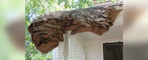 Massive Wasp ‘Super Nests’ Are Appearing in Alabama, Leaving Pest Control Stumped