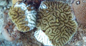 A mysterious coral disease is ravaging Caribbean reefs