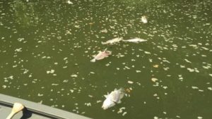 Thousands of dead fish in Kentucky river after Jim Beam warehouse fire