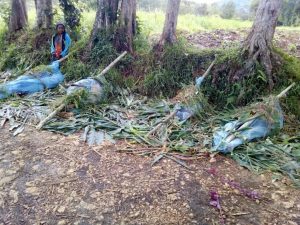 Gunmen massacre 18, including children, in Papua New Guinea attack
