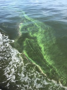 All Mississippi beaches close as toxic algae bloom blankets state’s coast