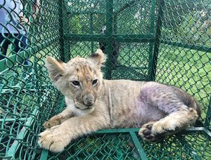 Thousands of endangered animals seized in most widespread anti-wildlife-trafficking joint operation ever