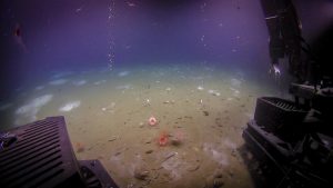 Deep-sea explorers investigating a spot 39 miles off North Carolina’s Outer Banks found a gigantic field of methane bubbling out of the seafloor